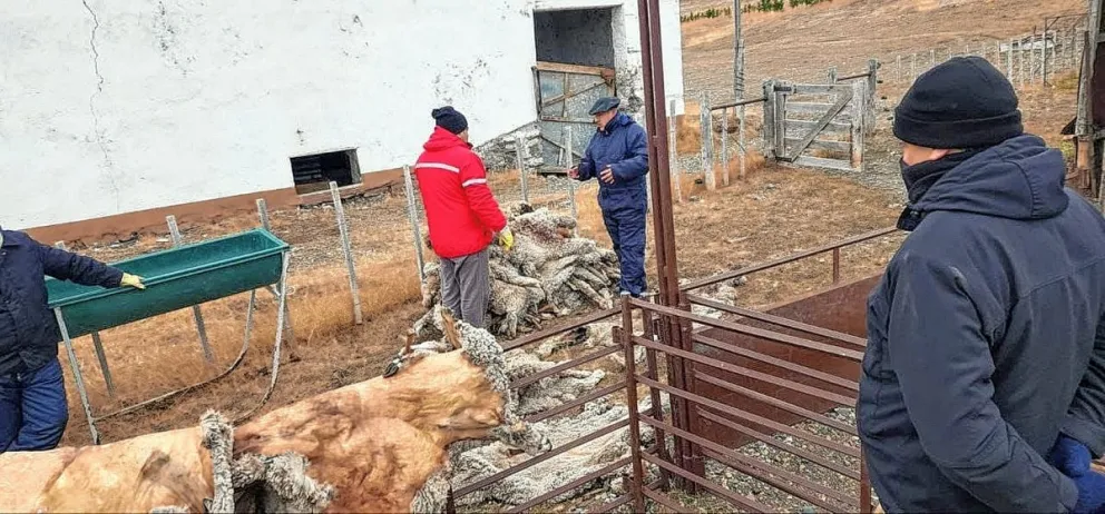 Realizaron un exitoso allanamiento por la causa de animales robados y vendidos a un frigorífico de Trelew