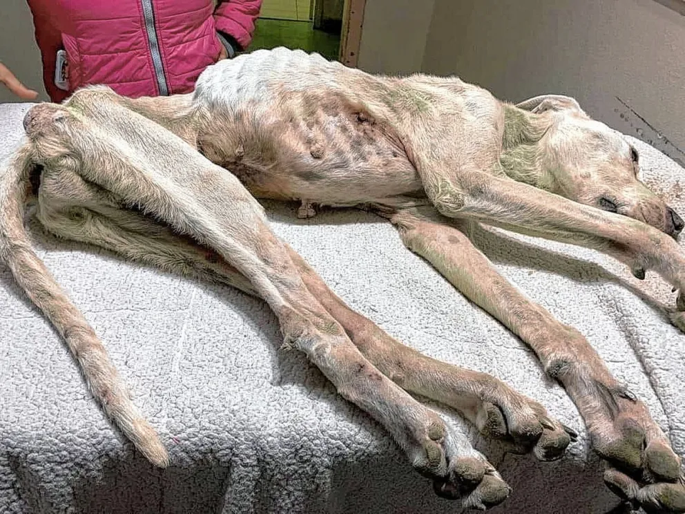 Un perro murió por desnutrición y denunciaron el hecho