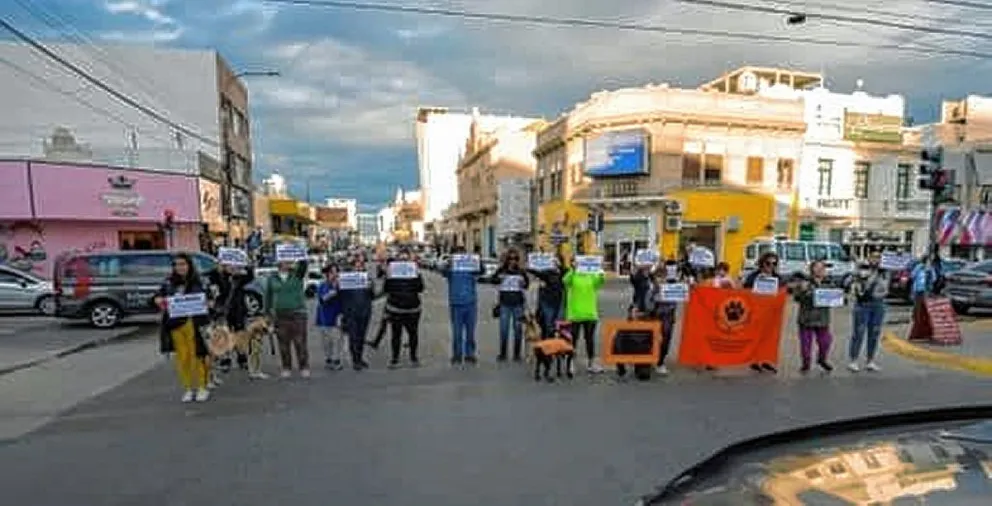 Proteccionistas invitan a marchar mañana en contra del maltrato animal 