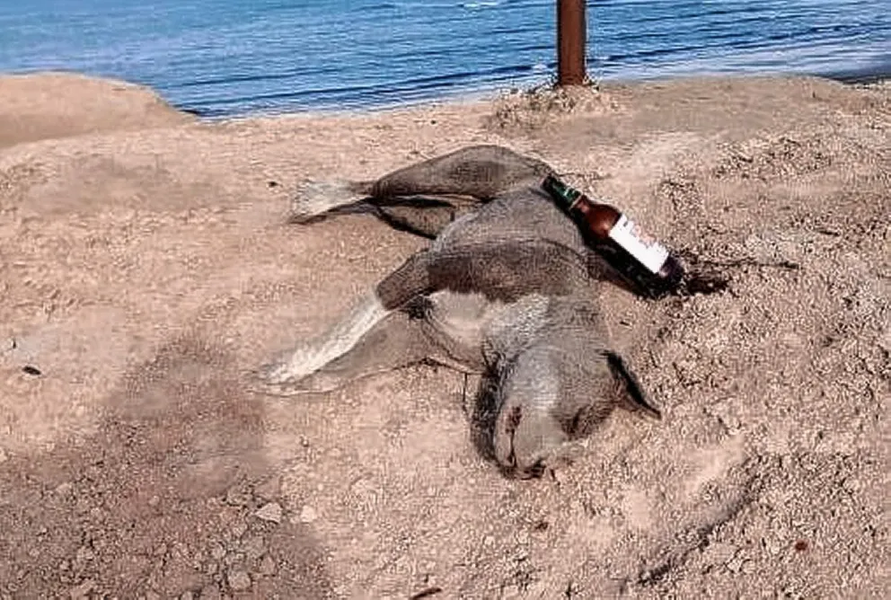 Asesinaron a un perro de un disparo: fue encontrado en la playa La Compresora en Kilómetro 8