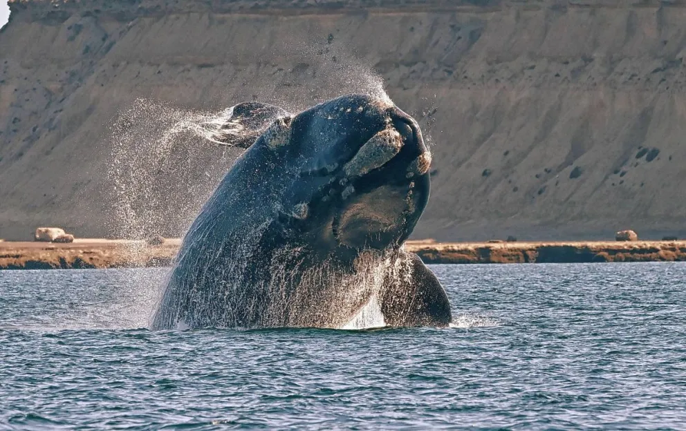 La Temporada de Ballenas 2023 comienza el 15 de junio
