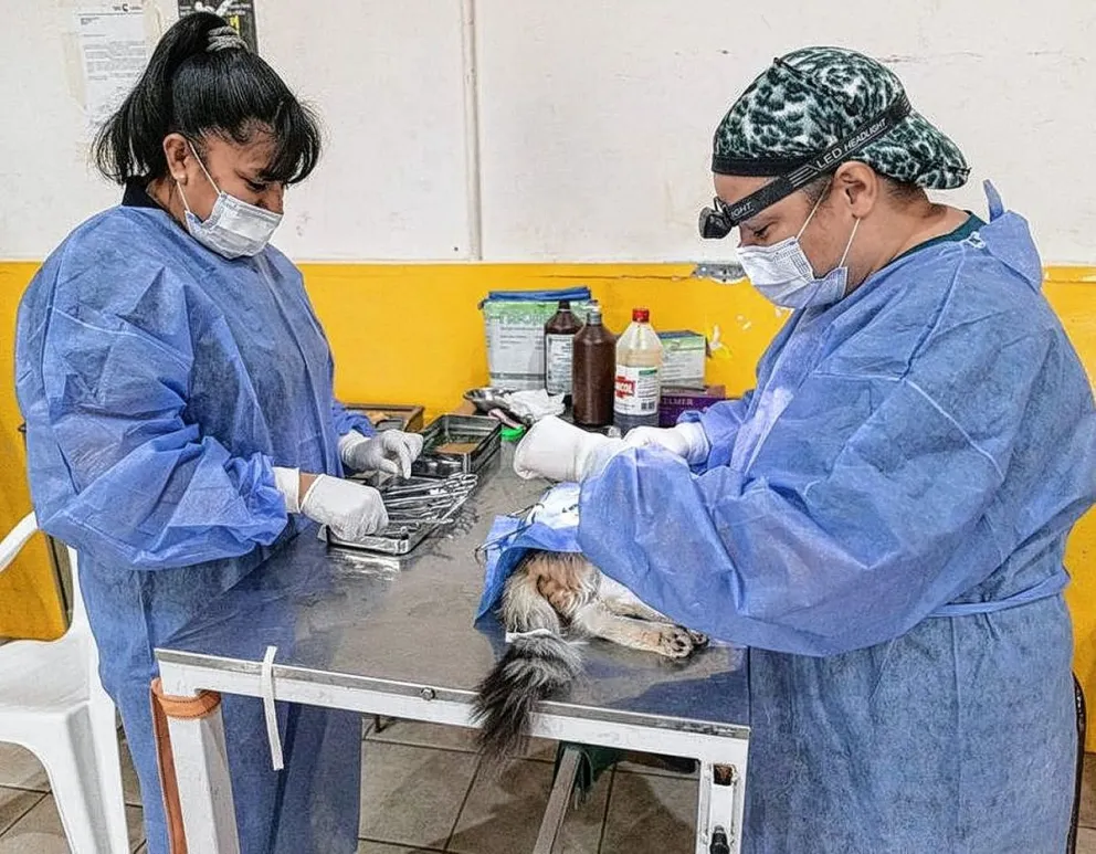 El tráiler de esterilización canina estará en Laprida