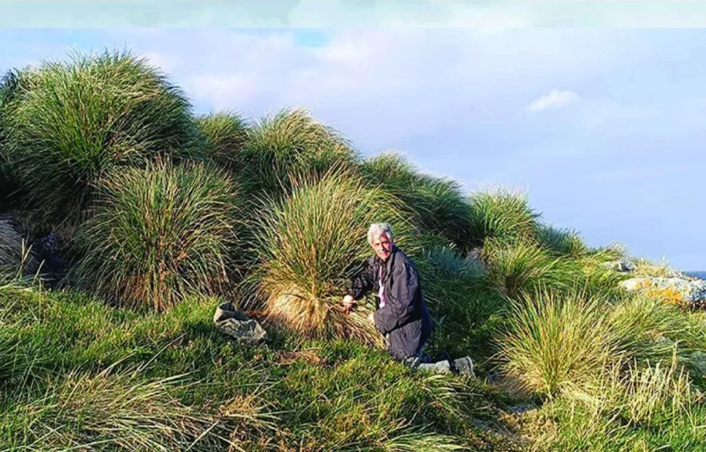 Especialistas del CONICET viajaron a las Islas Malvinas para estudiar el origen y la evolución de plantas, arácnidos e insectos de la región 