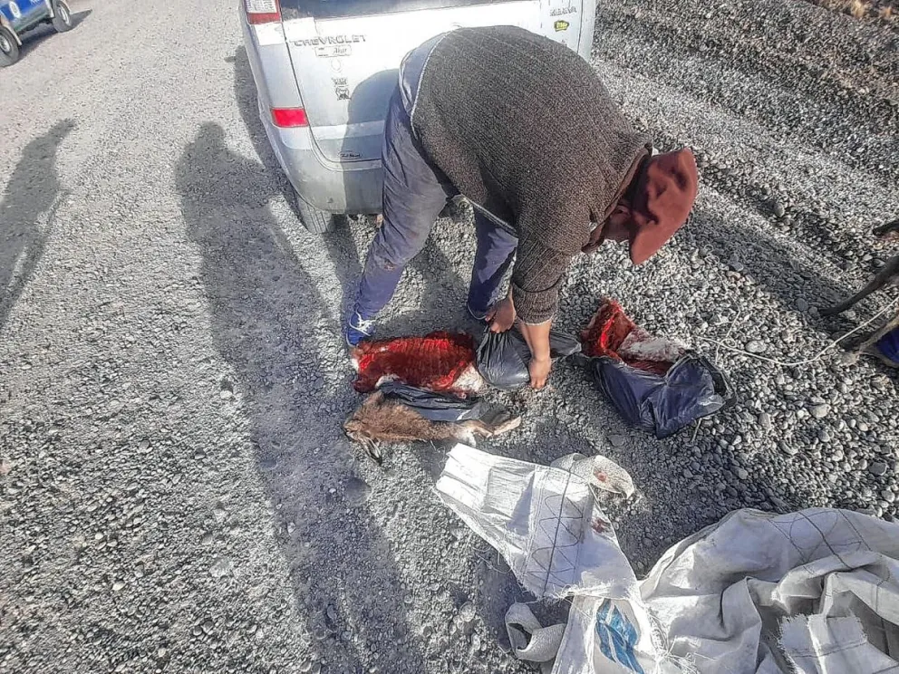 Decomisaron un guanaco depostado y una liebre que llevaban en el baúl de un vehículo