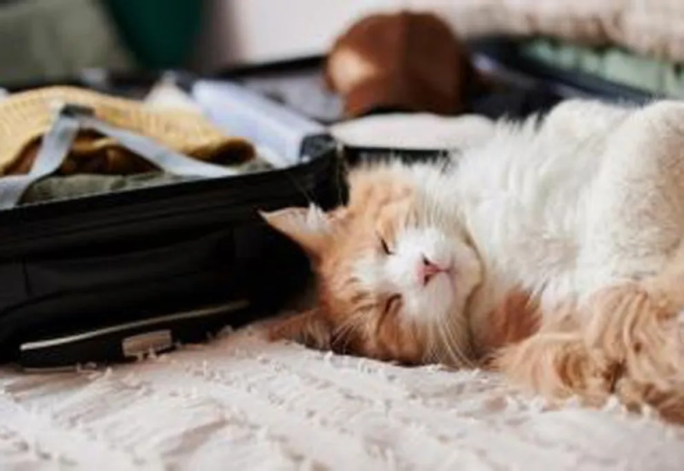 Turismo pet friendly, viajar con mascotas