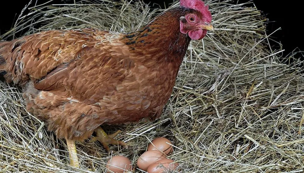 Quieren etiquetar los huevos