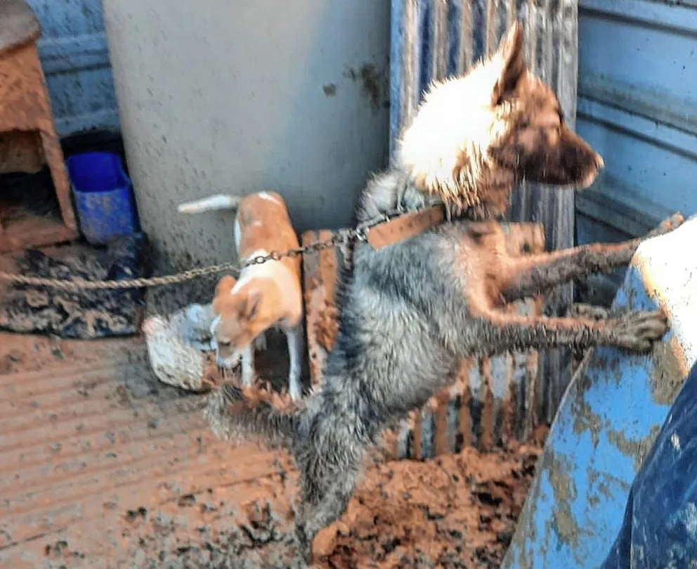 Las fotos del horror muestran cómo los perros pasan las noches gélidas en jaulas a la intemperie