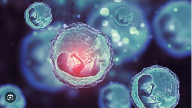 Científicos crearon los primeros modelos de embriones sintéticos humanos