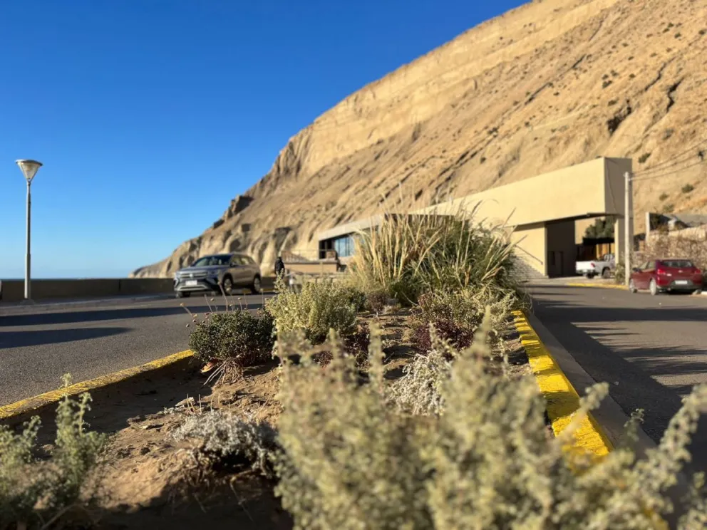 Plantan especies nativas en los espacios públicos de Rada Tilly