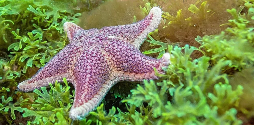 Misión Atlántico: un nuevo congreso para debatir y diseñar soluciones para la conservación del Mar Argentino