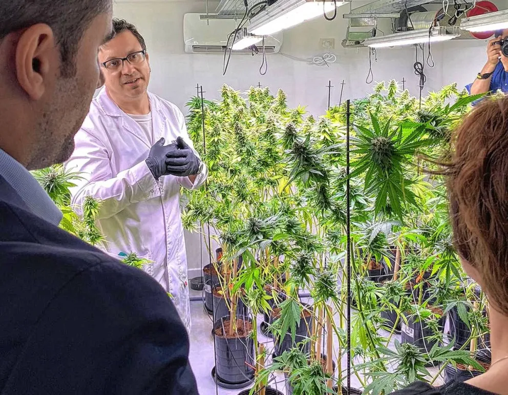 Productor de cannabis medicinal participará de Feria Internacional en Alemania